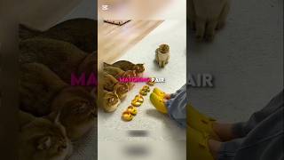 This Owner made mango Shoes for his cats🥭😺#cute #cat #funny #shorts