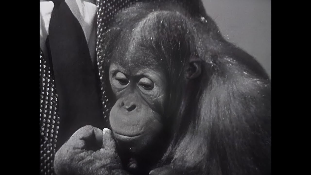 Was bin ich? vom 18.03.1958 mit Robert Lembke und mit Anneliese Rothenberger sowie Sepp Herberger