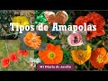 Tipos de Amapolas - mi diario de jardin