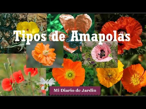 Tipos de Amapolas - mi diario de jardin