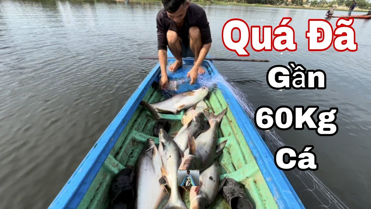 Một Dạo Lưới-Toàn Cá Khủng,Gần 60kg Cá Tra Lớn!
