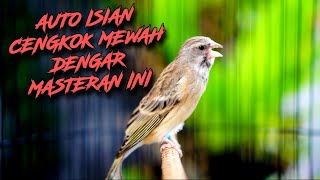 AUTO CENGKOK ISIAN MEWAH DENGER INI - MASTERAN BLACKTHROAT GACOR SUARA JERNIH FAVORITE