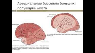 Подозрение на ОНМК неврологический осмотр Буркова К. И.