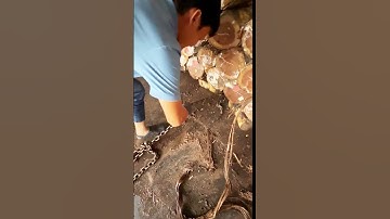 Bulk unloading of wood from the container #machine #woodworking #wood #shorts