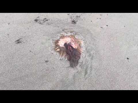Hunting Agates