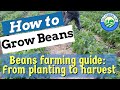 How to grow BEANS: Beans farming guide for beginners - from planting to harvest