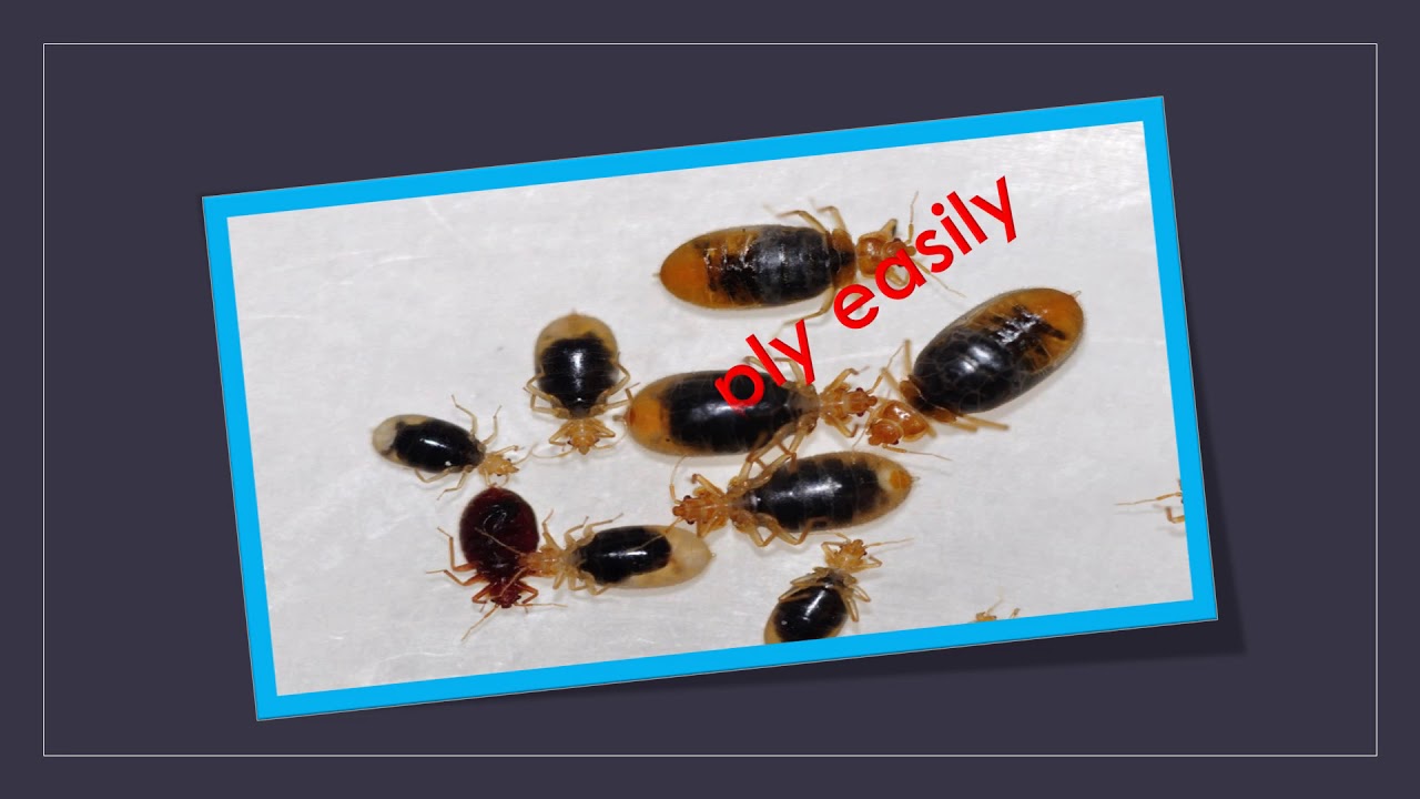 bed bug problem