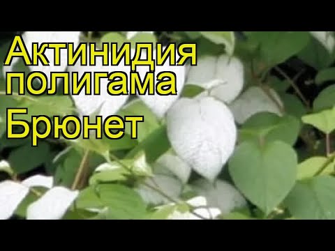 Видео: Актинидия полигамна