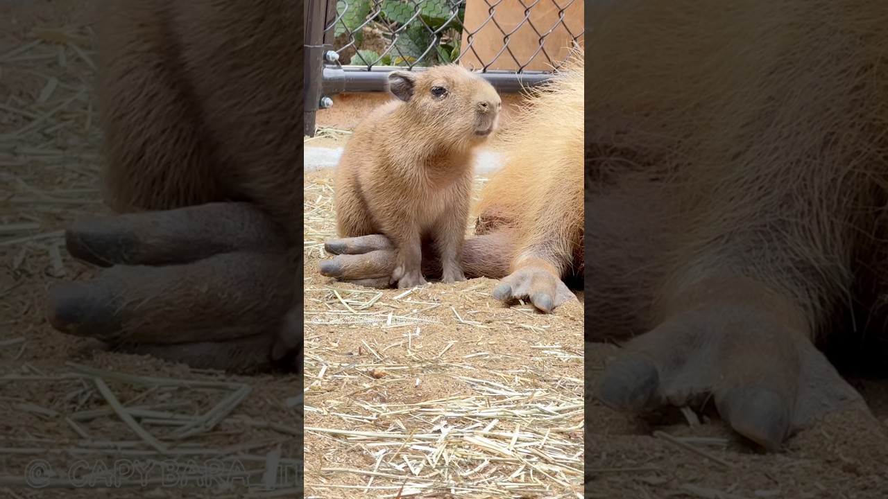 最高のソファを見つけた赤ちゃんカピバラ💛#カピバラ