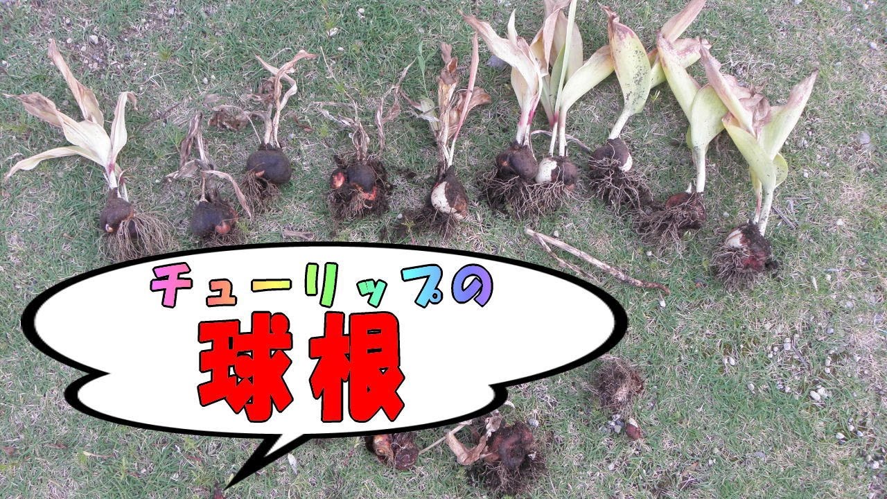 チューリップの球根を掘りあげて保管 保存する Tulip Bulbs Youtube