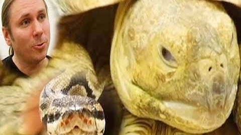 Snake Bytes TV - Snake Master : SnakeBytesTV