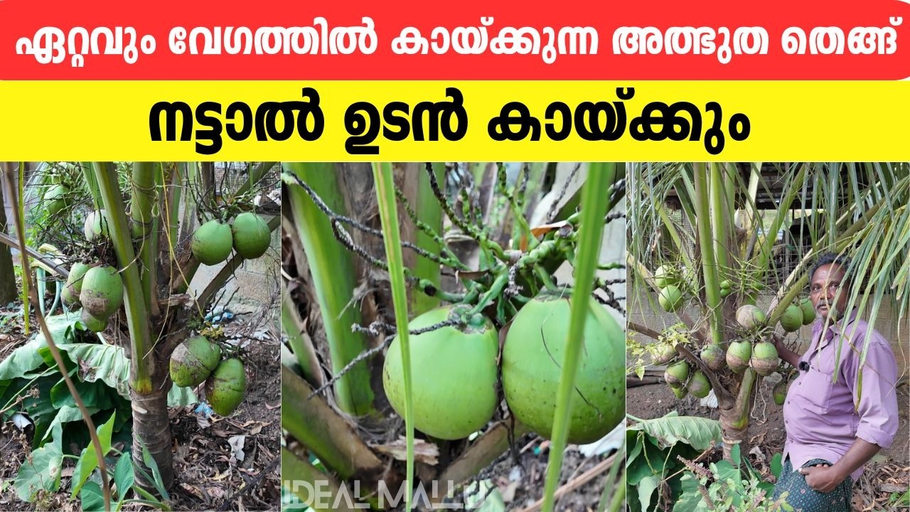 ഏറ്റവും വേഗത്തിൽ കായ്ക്കുന്ന അത്ഭുത തെങ്ങ്: ചാപ്പാണൻ | Chappanan Coconut Tree | #CoconutFarming