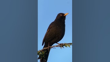 Thumbnail of Blackbird Singing - Sounds of Spring #birds