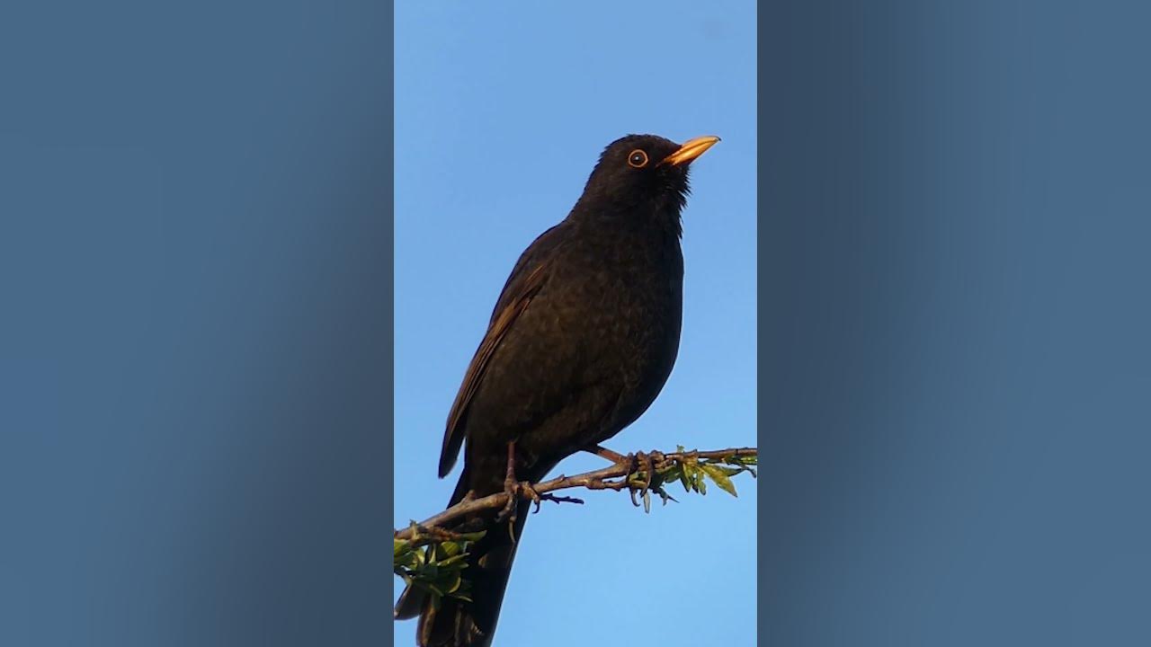 Blackbird Singing - Sounds of Spring #birds