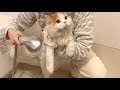 長毛の子猫をお風呂に入れたら別人になりました!ついに真の姿に、、