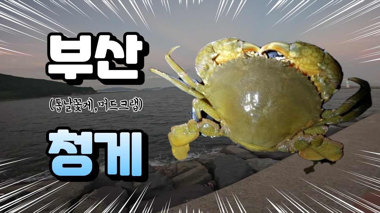 부산청게(톱날꽃게,머드크랩)을 잡아보자!