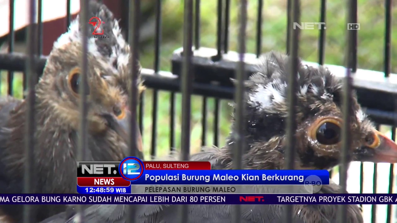 Populasi Burung Maleo Kian Berkurang Net12 Youtube