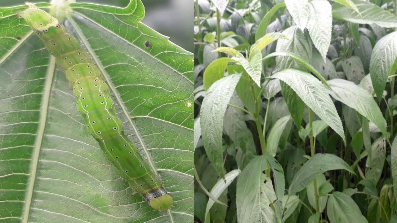 Jute Insects পাটের ঘোড়া পোকার ক্ষতির লক্ষণ ও দমন ব্যবস্থাপনা জেনেনিন||Symptoms and ...