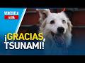 TSUNAMI: el PERRO RESCATISTA HÉROE tras TERREMOTOS en VENEZUELA