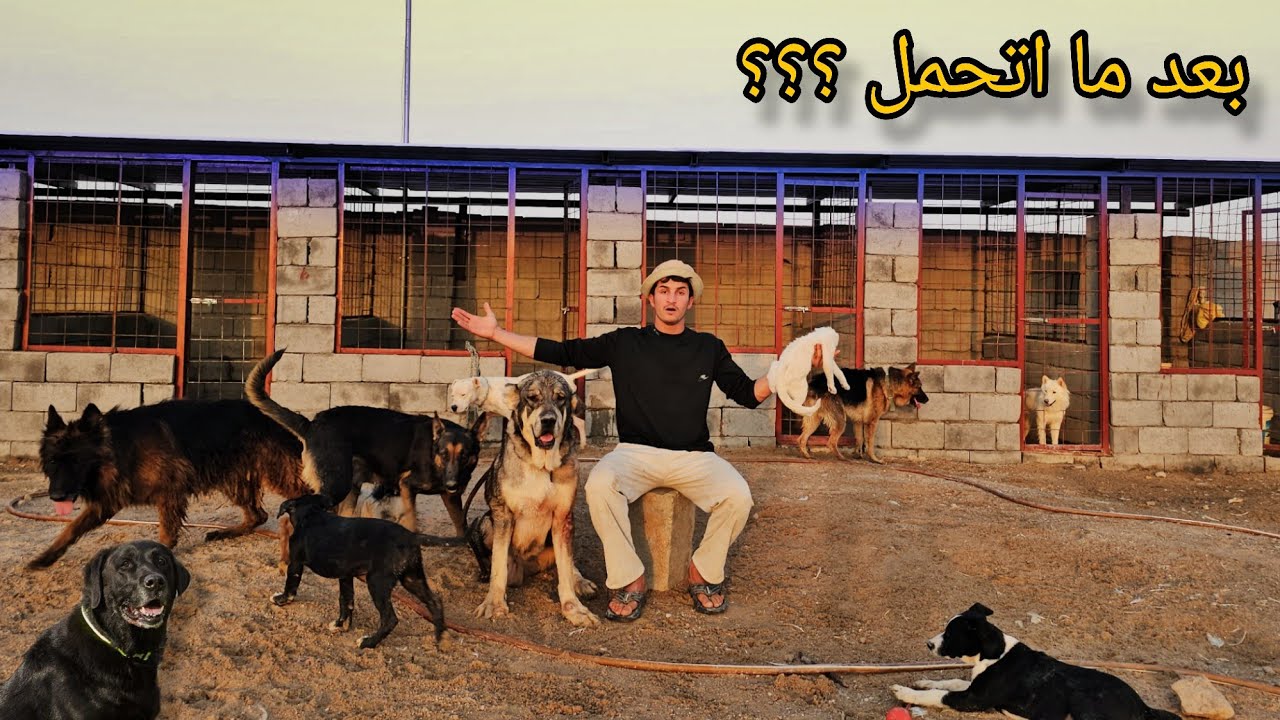 10 كلاب داخل مزرعتي !! بعد ما أتحمل 😡🔥