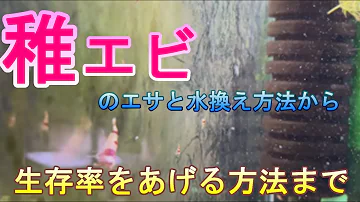 本音エビ育て方