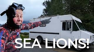 CREATURES?! Camping Van Life Vancouver Island Adventure