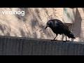 Crow Barking Like a Dog || ViralHog