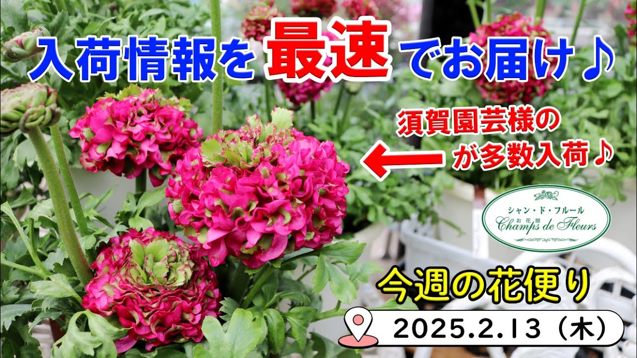 今週の花便り #119【2025.2.13】須賀園芸様のアレが多数入荷♪ 店長が直接選んできた株をお届け♪【入荷情報を最速でお届け!!】