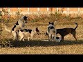 Summer Village RuralDogs!! Miniature Pinscher Vs Anatolian Shepherd Dog Near Home
