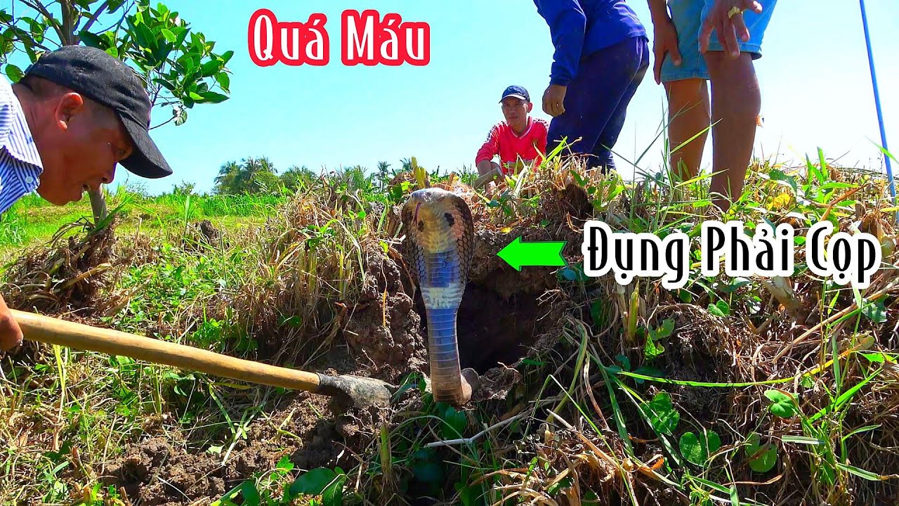 Được Anh Nông Dân Chỉ Chỗ Đến Mật Thất Của Nó | Mười Thương Săn Bắt