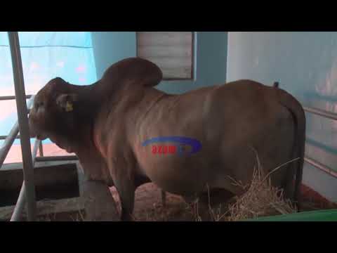 TALIRI Yavumbua Teknolojia Ya Kusaidia Malisho Ya Mifugo 