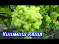 Кишмиш Кеша 10.08.2020