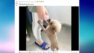 r/Aww Funny and Cute Animals Moments #1