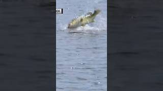 Watch this giant topwater eat at Orange Lake