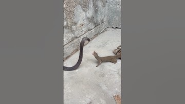 Cobra vs mongoose