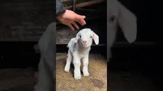 Petting This Soft Little White Goat Feels Amazing 🐐🤍