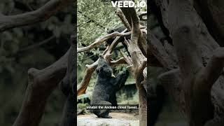 Spectacled Bears
