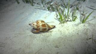 Strombus luhuanus Sea Snail   Smuggler's Wreck Bahamas