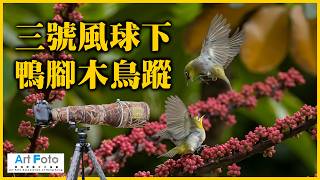 【攝影教學 #569】三號風球下鴨腳木鳥蹤 (CC 中文字幕) - Alex Fung FRPS, GMPSA, EFIAP/p 【攝影教學 #569】三號風球下鴨腳木鳥蹤 (CC 中文字幕) - Alex Fung FRPS, GMPSA, EFIAP/p