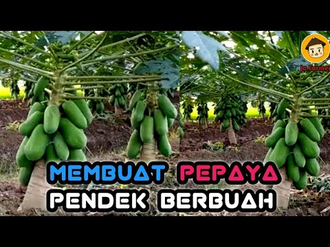 Cara Menanam Pepaya Agar Tumbuh Pendek Berbuah Lebat 