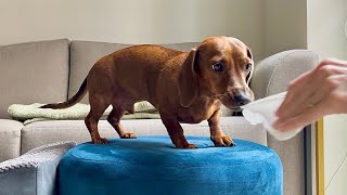 What it s like tidying up with a mini dachshund