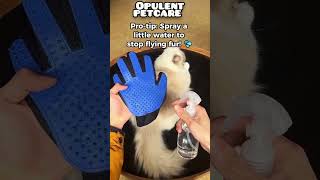 POV: Shedding season 🆚 This glove 🧤Spoiler: The glove wins every time 🏆🐾$9.92 + FREE shipping
