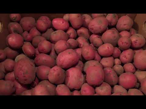 Curing Potatoes.