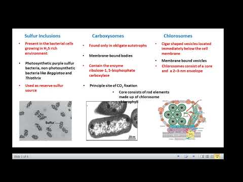 Video: Care este funcția incluziunilor în celulele bacteriene?