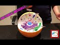 How To Make AN Amazing 3D Model Of An Animal Cell! | Biology 3D Model | HI5 TRAINER