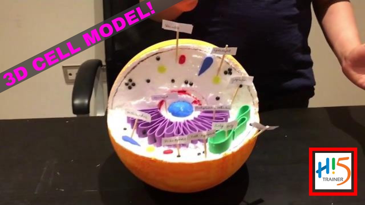 animal cell 3d