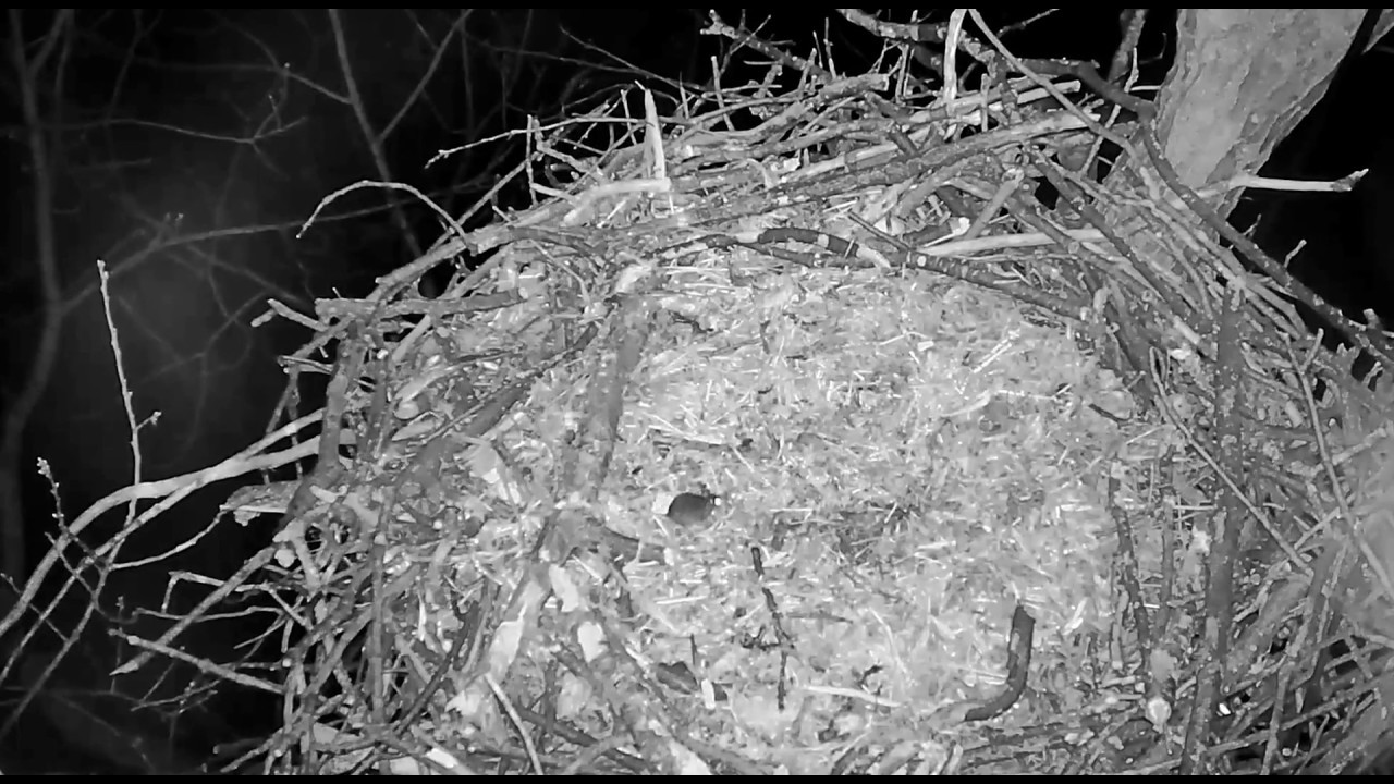 "Headlights" - Hanover Eagles nest - April 13, 2018 - YouTube