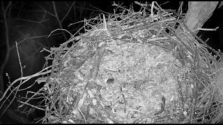 "Headlights" - Hanover Eagles nest - April 13, 2018