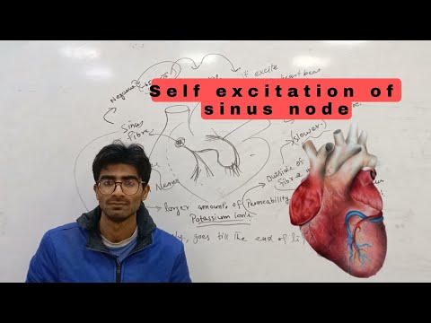 self excitation | sinoatrial impulse in heart.. an..overview..