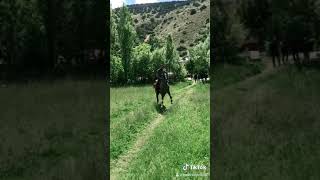 Arabian Horse Karakule